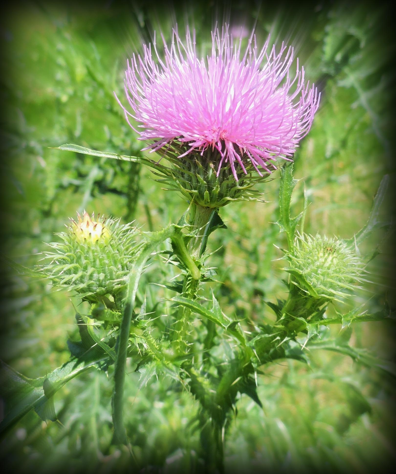 Exploring Thistle: ‍A Culinary Journey into Eco-Friendly Dining