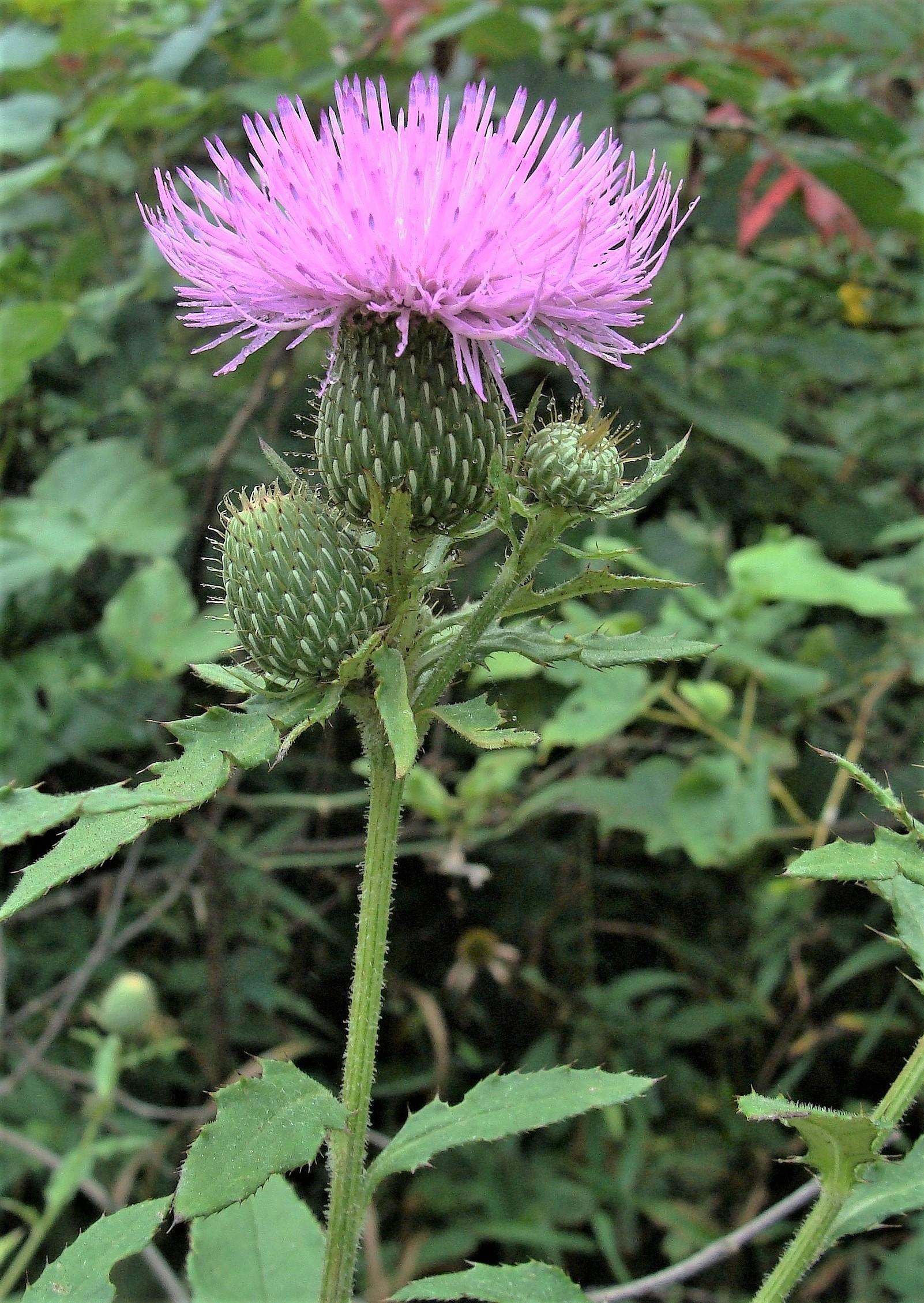 Balancing Flavor and Sustainability: What Thistle ‌Offers