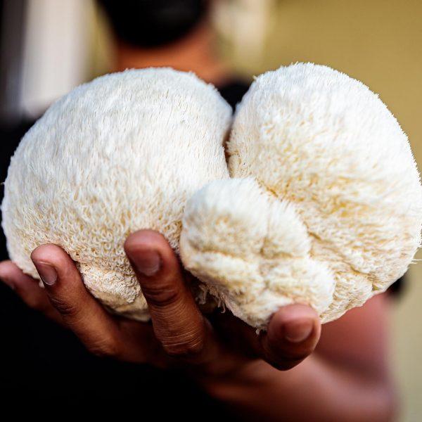 Exploring the Cognitive ‍Benefits⁣ of Lion’s Mane for ​Enhanced ⁤Mental Clarity