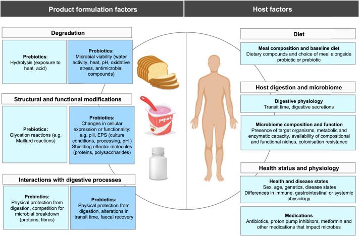 Essential Probiotic Variations for Women's Wellness