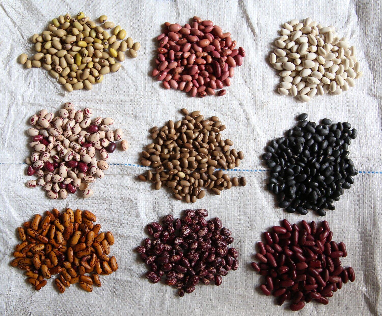 Innovative ⁢Flavor Profiles: A ‍Journey Through Bean Varieties