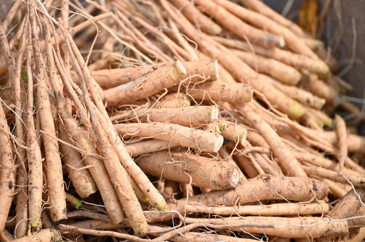 The Science Behind Ashwagandha: Evidence for Stress Relief⁢ and​ Balance