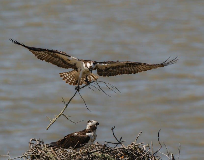 Durability Meets ⁢Functionality: Why Osprey Stands ‌Out