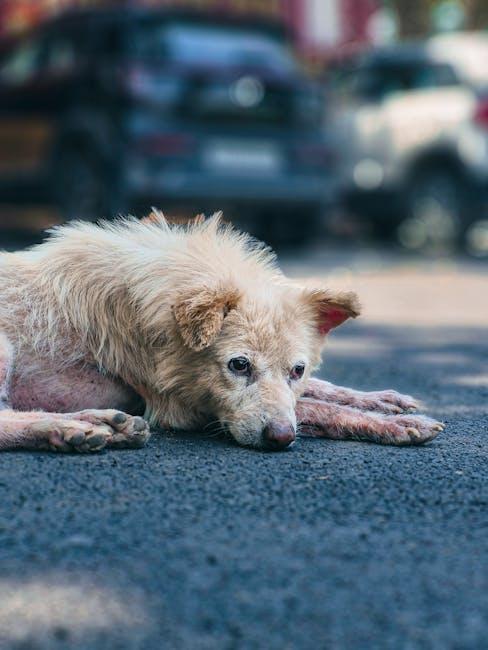 Craftsmanship Meets‌ Care:⁤ choosing ‌Brands Committed to Animal Welfare