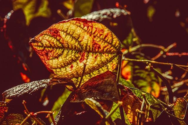 The Role of ⁣Transparency: Understanding Traceable ​Beans