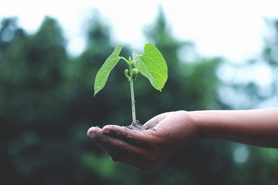 Sourcing Sustainability: The Ethical Journey of Sey Coffee ⁢Beans