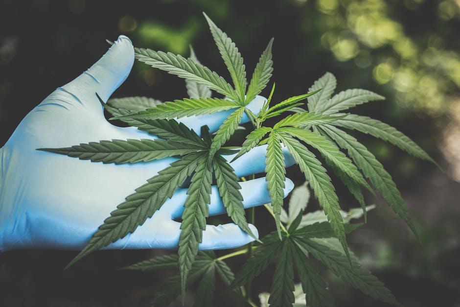 The⁤ Science Behind CBD and Its Potential for Stress reduction