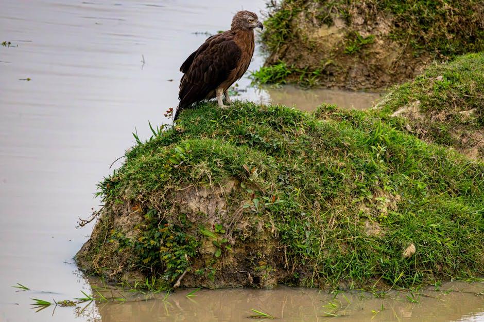 Benefits of using the Eagle⁤ Creek Pack-It Shoe Sac for Travel‌ Organization