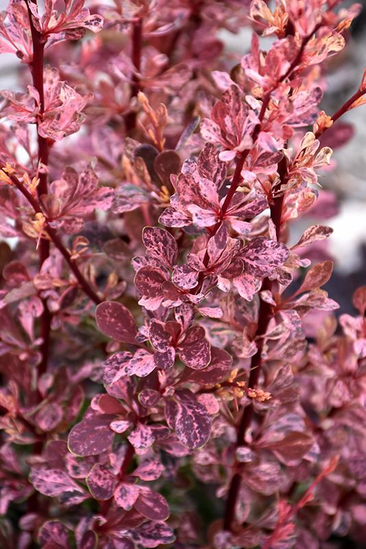 Achieving a ‌Radiant‍ Rose Glow: ‌Techniques and Tips
