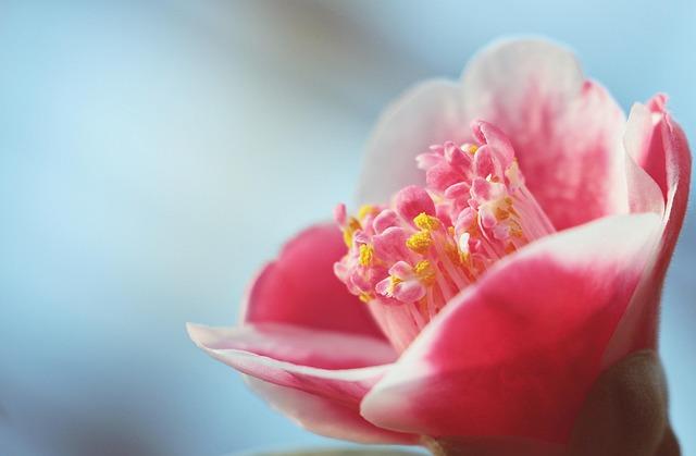 Exploring the ⁤Essence of Red Camellia in Chanel‌ No.⁤ 1 de Chanel ‌serum