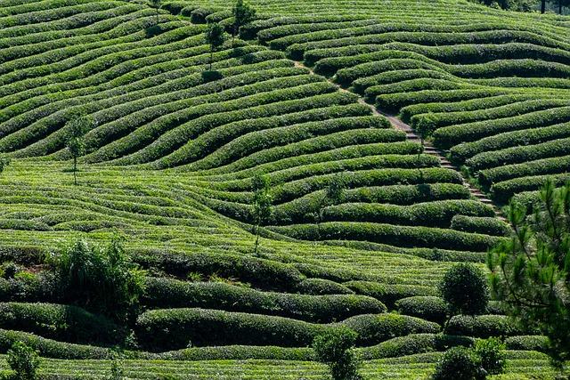 Exploring the‍ world of Low- and No-Caffeine Teas