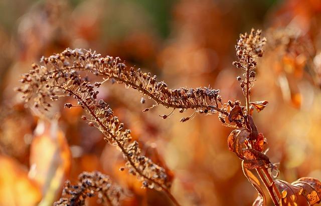Boosting Circulation: How ⁤Dry Brushing Enhances Blood Flow and Lymphatic Function