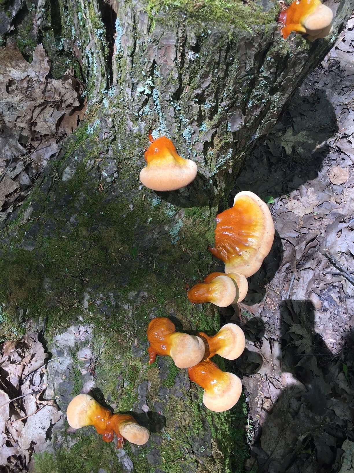 Harnessing the Adaptogenic⁣ Power ​of Reishi for Stress Management