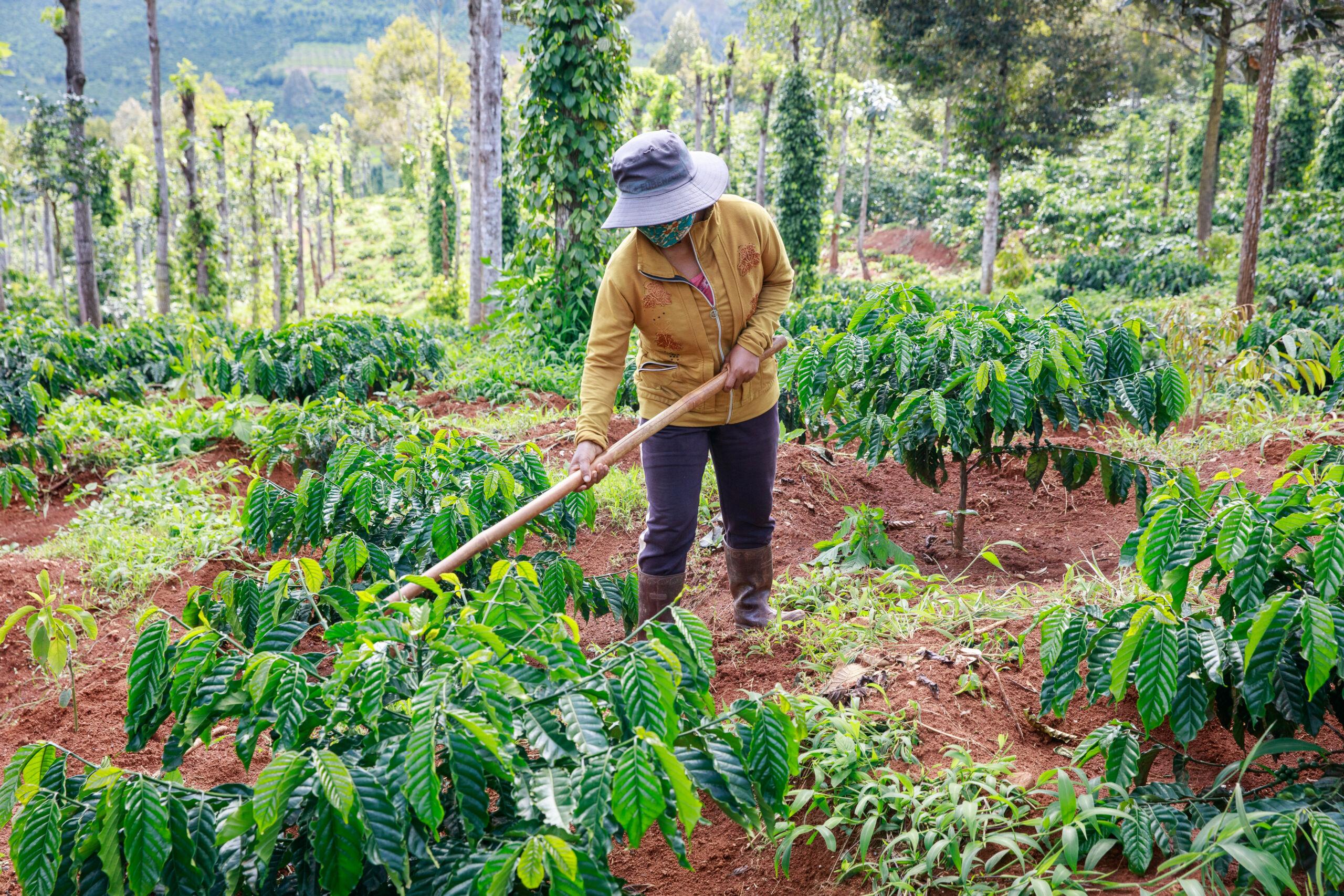 Embracing Sustainability in Coffee‌ Farming Techniques