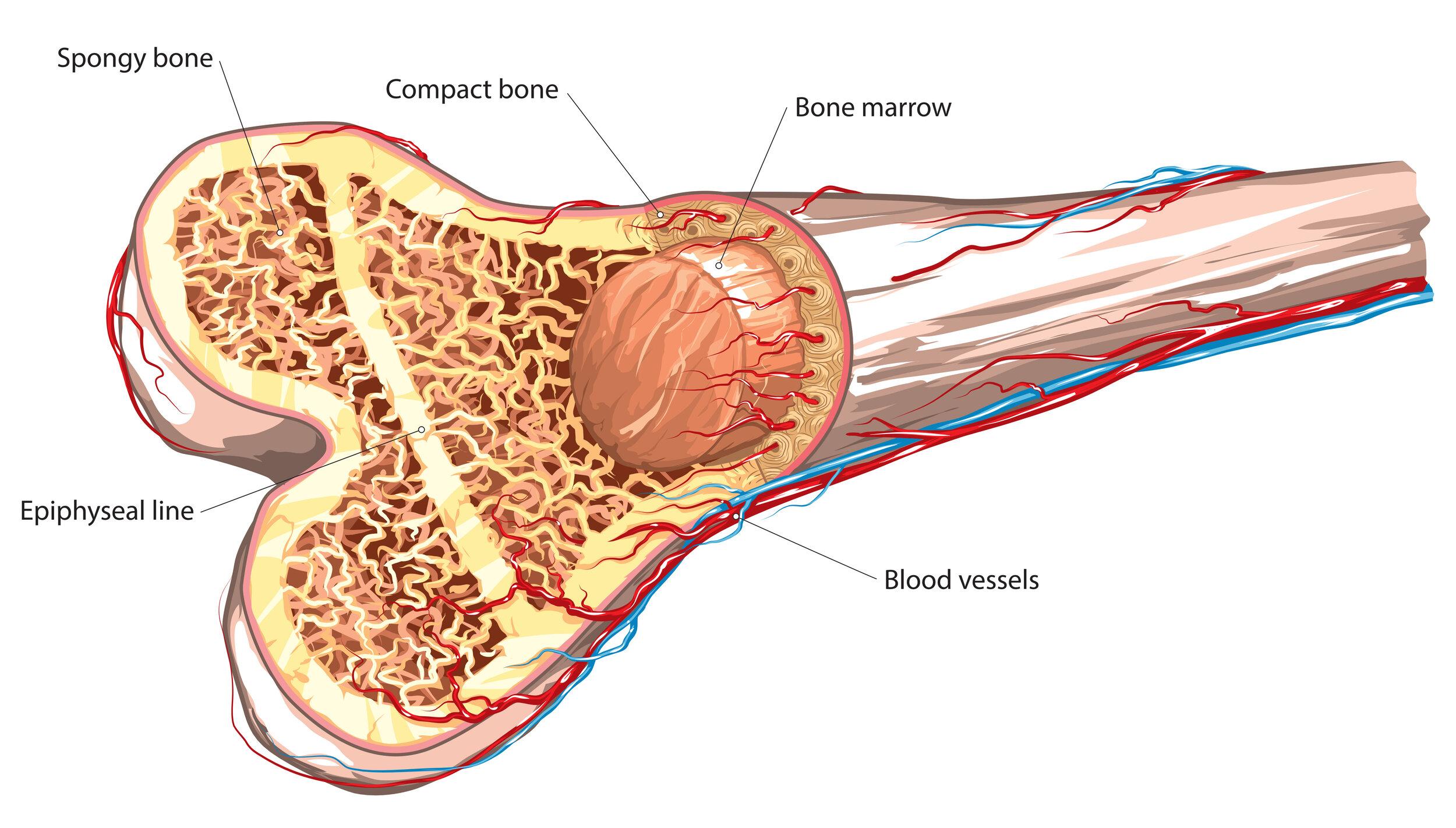 Understanding ⁤Bone Health and the Vital⁤ Contribution of ⁢Vitamin D3