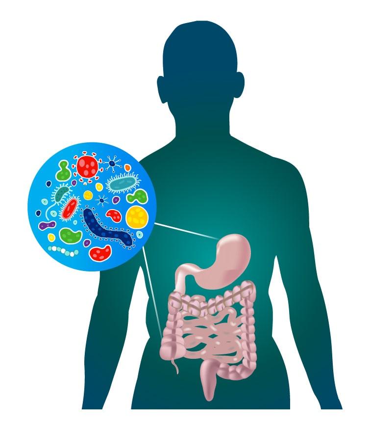 Understanding the‍ Unique Gut⁣ Microbiomes of Men and Women